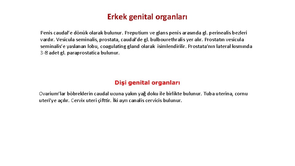 Erkek genital organları Penis caudal’e dönük olarak bulunur. Preputium ve glans penis arasında gl.