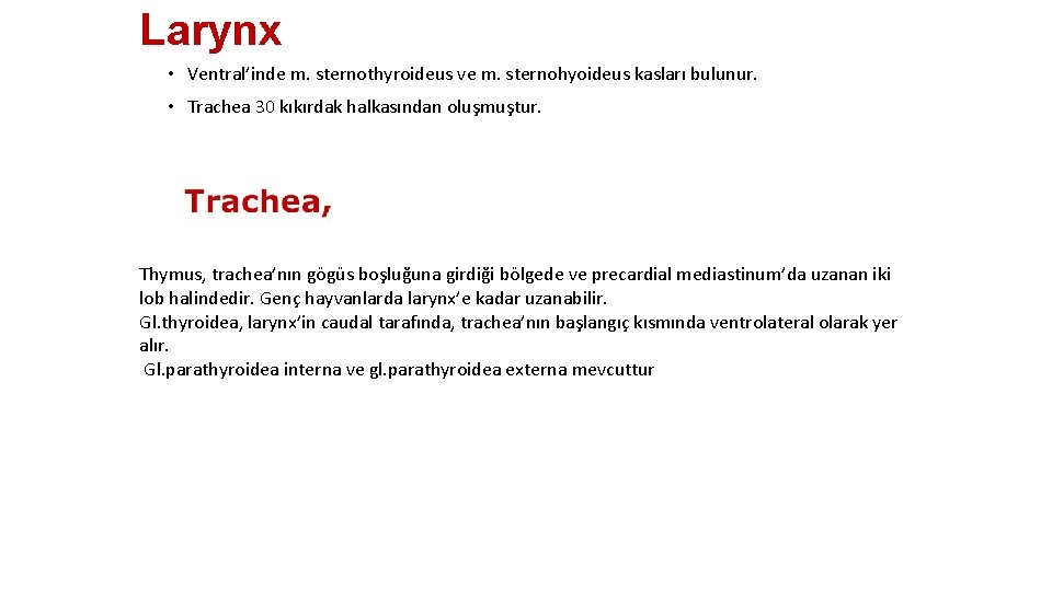 Larynx • Ventral’inde m. sternothyroideus ve m. sternohyoideus kasları bulunur. • Trachea 30 kıkırdak