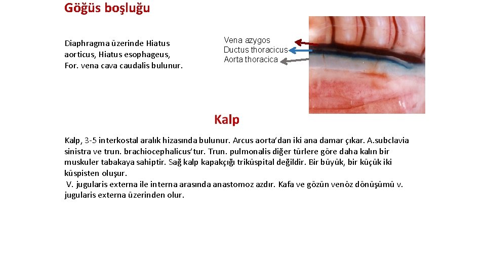 Göğüs boşluğu Diaphragma üzerinde Hiatus aorticus, Hiatus esophageus, For. vena cava caudalis bulunur. Vena