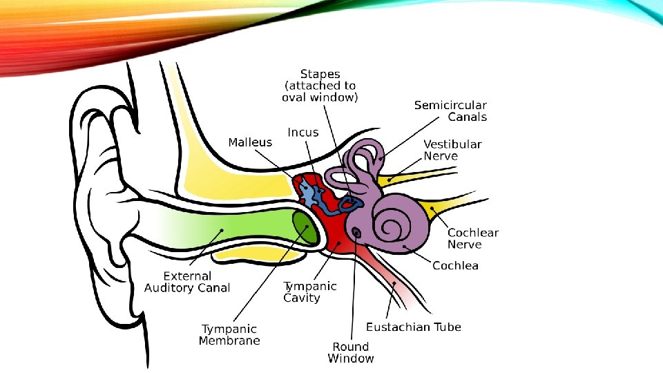 THE AUDITORY SYSTEM 