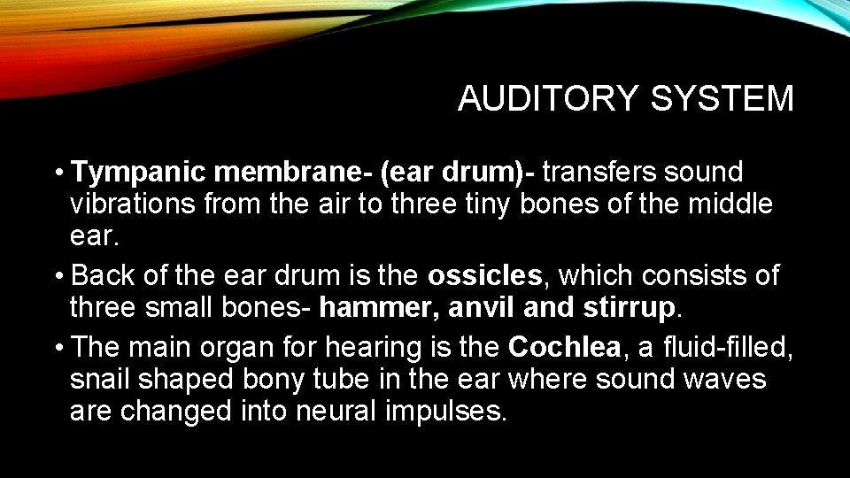 AUDITORY SYSTEM • Tympanic membrane- (ear drum)- transfers sound vibrations from the air to