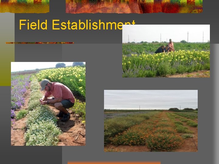 Field Establishment 