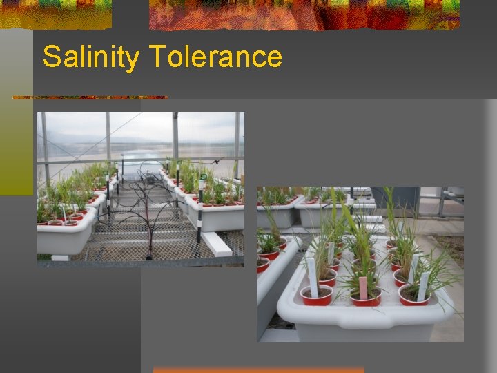 Salinity Tolerance 