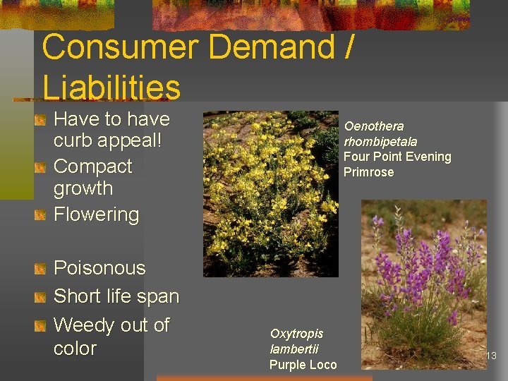 Consumer Demand / Liabilities Have to have curb appeal! Compact growth Flowering Poisonous Short