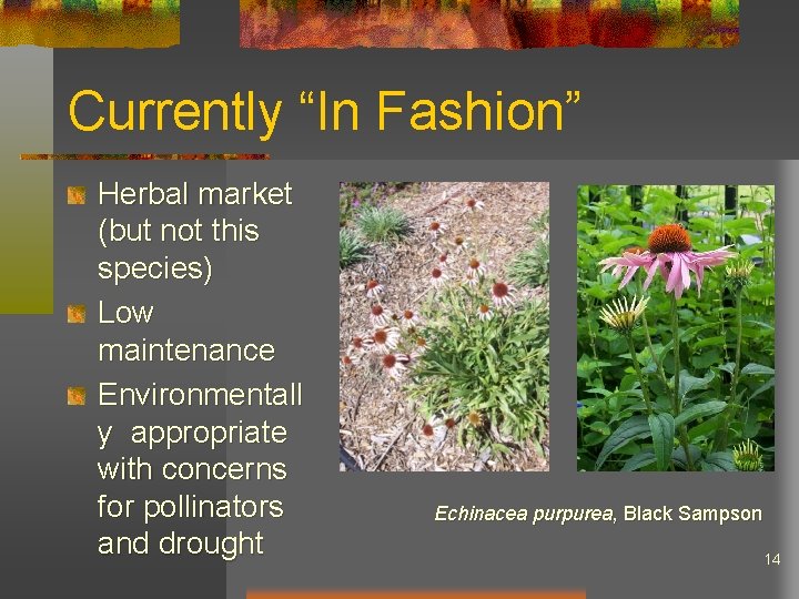 Currently “In Fashion” Herbal market (but not this species) Low maintenance Environmentall y appropriate
