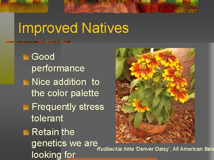 Improved Natives Good performance Nice addition to the color palette Frequently stress tolerant Retain