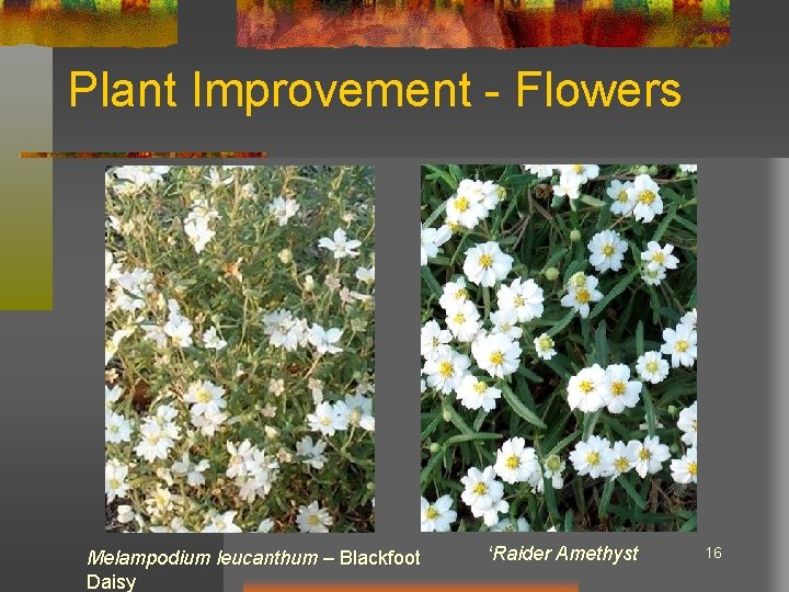 Plant Improvement - Flowers Melampodium leucanthum – Blackfoot Daisy ‘Raider Amethyst 16 