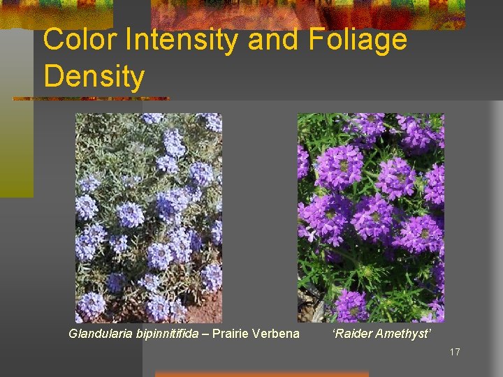 Color Intensity and Foliage Density Glandularia bipinnitifida – Prairie Verbena ‘Raider Amethyst’ 17 