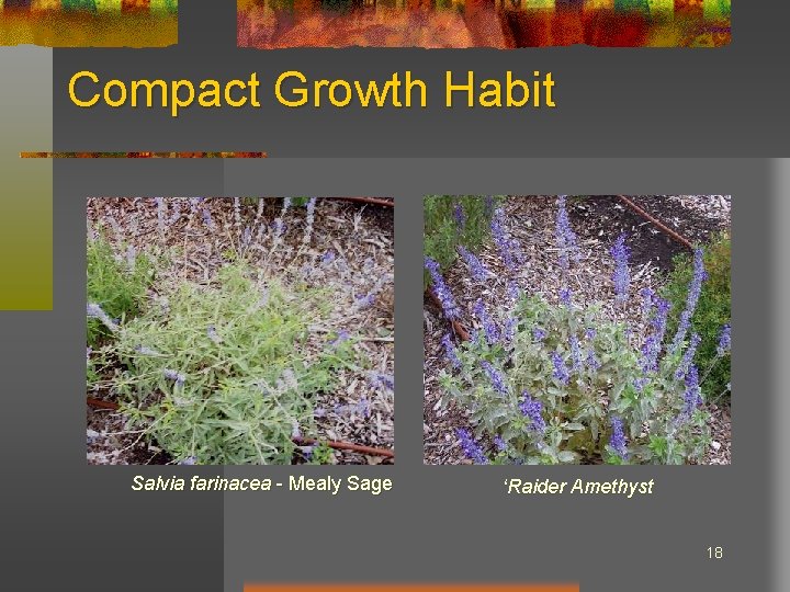 Compact Growth Habit Salvia farinacea - Mealy Sage ‘Raider Amethyst 18 