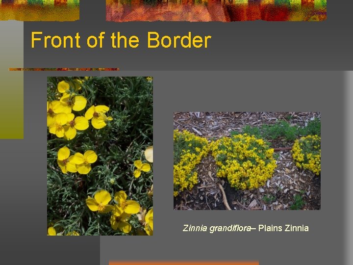 Front of the Border Zinnia grandiflora– Plains Zinnia 