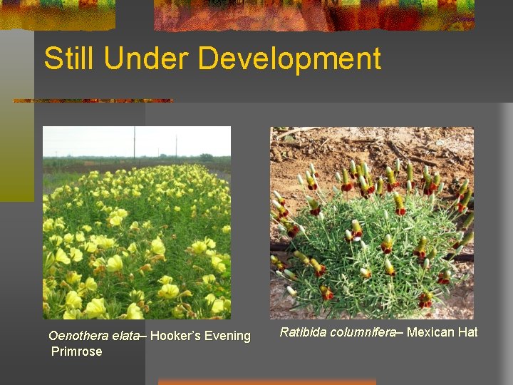 Still Under Development Oenothera elata– Hooker’s Evening Primrose Ratibida columnifera– Mexican Hat 