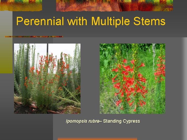 Perennial with Multiple Stems Ipomopsis rubra– Standing Cypress 