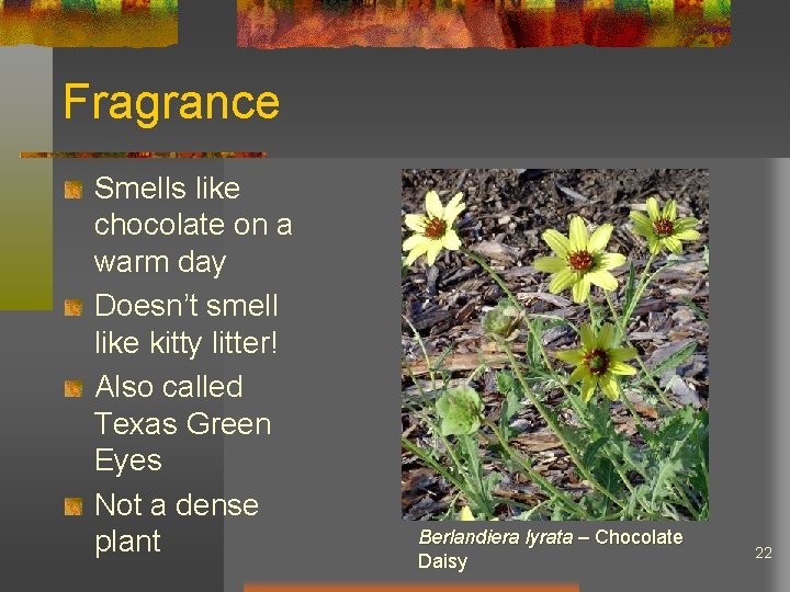 Fragrance Smells like chocolate on a warm day Doesn’t smell like kitty litter! Also