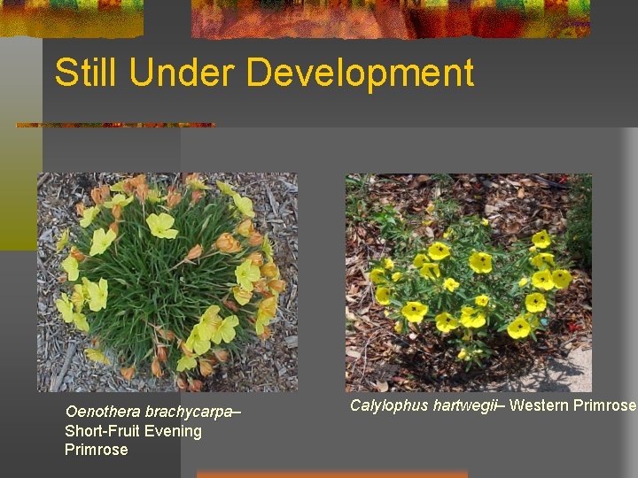 Still Under Development Oenothera brachycarpa– Short-Fruit Evening Primrose Calylophus hartwegii– Western Primrose 
