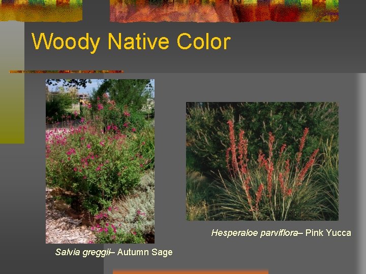 Woody Native Color Hesperaloe parviflora– Pink Yucca Salvia greggii– Autumn Sage 