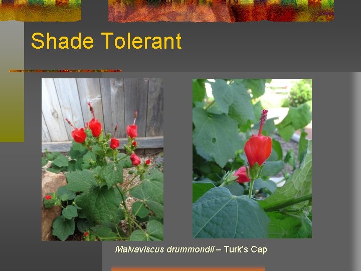 Shade Tolerant Malvaviscus drummondii – Turk’s Cap 