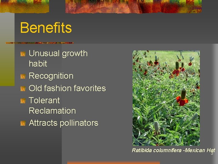 Benefits Unusual growth habit Recognition Old fashion favorites Tolerant Reclamation Attracts pollinators Ratibida columnifera