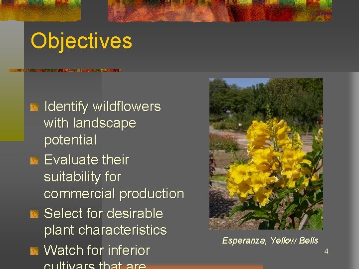 Objectives Identify wildflowers with landscape potential Evaluate their suitability for commercial production Select for