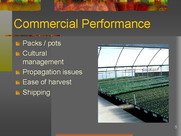 Commercial Performance Packs / pots Cultural management Propagation issues Ease of harvest Shipping 5