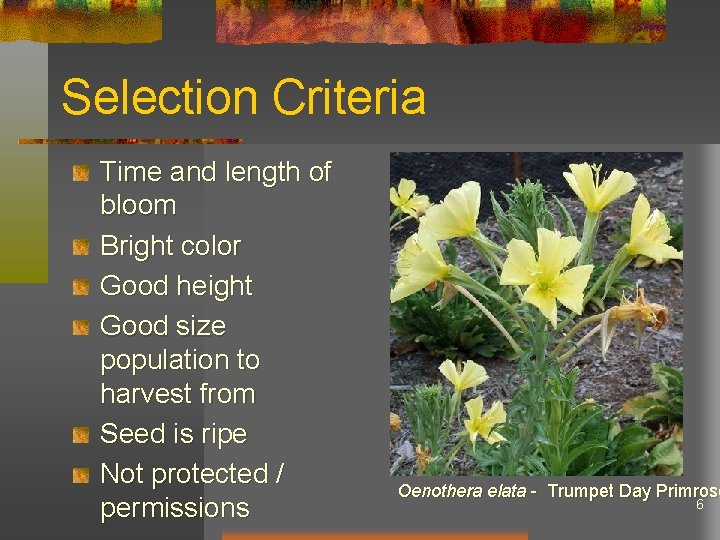 Selection Criteria Time and length of bloom Bright color Good height Good size population