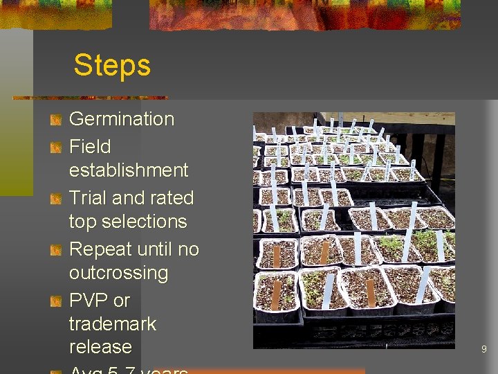 Steps Germination Field establishment Trial and rated top selections Repeat until no outcrossing PVP