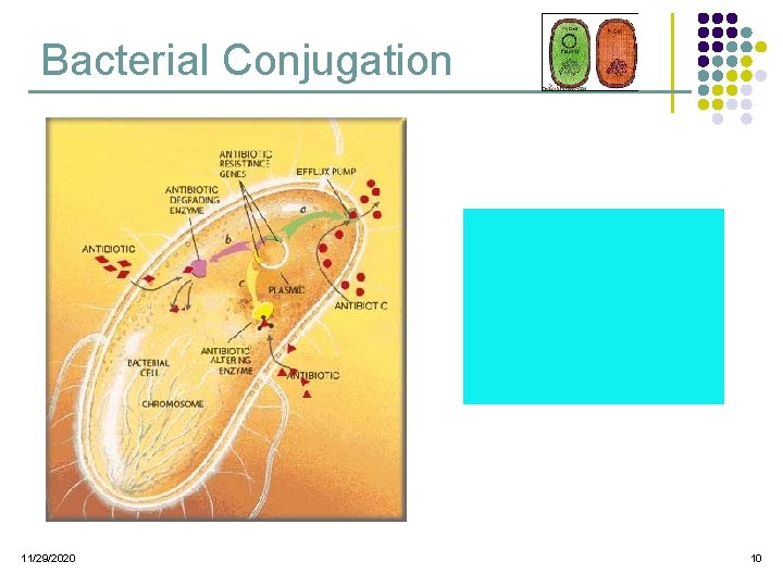 Bacterial Conjugation 11/29/2020 10  Bacterial Conjugation 11/29/2020 10