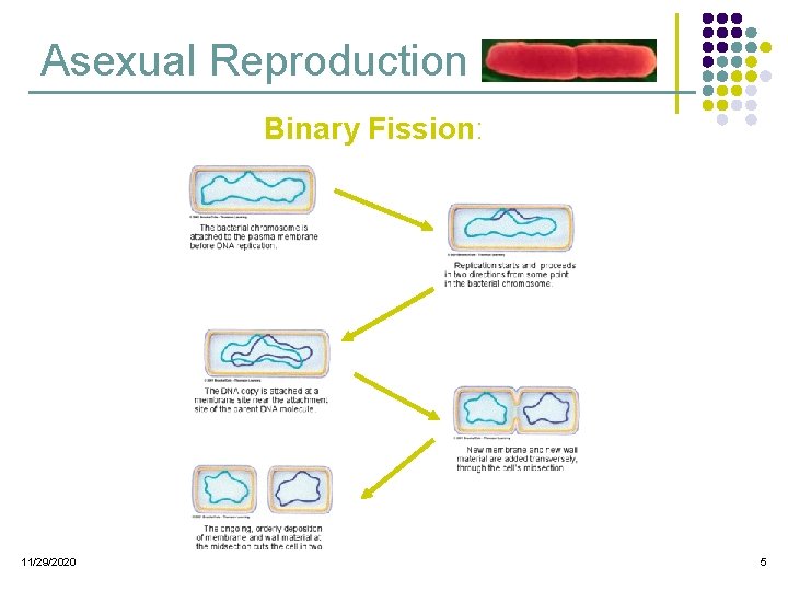 Asexual Reproduction Binary Fission: 11/29/2020 5  Asexual Reproduction Binary Fission: 11/29/2020 5