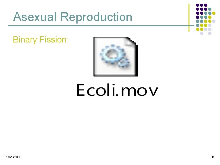 Asexual Reproduction Binary Fission: 11/29/2020 6  Asexual Reproduction Binary Fission: 11/29/2020 6