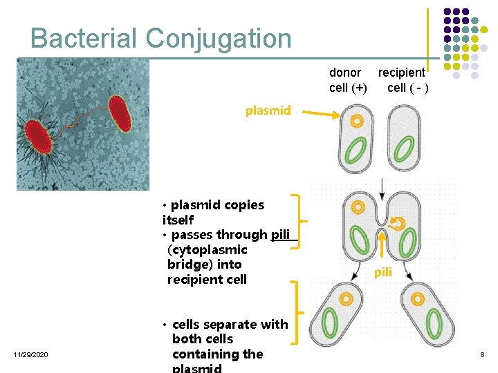 Bacterial Conjugation donor recipient cell (+) cell ( - ) plasmid • plasmid copies Bacterial Conjugation donor recipient cell (+) cell ( - ) plasmid • plasmid copies
