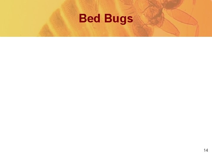 Bed Bugs 14 