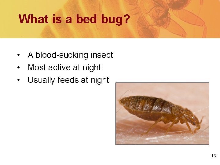 What is a bed bug? • A blood-sucking insect • Most active at night