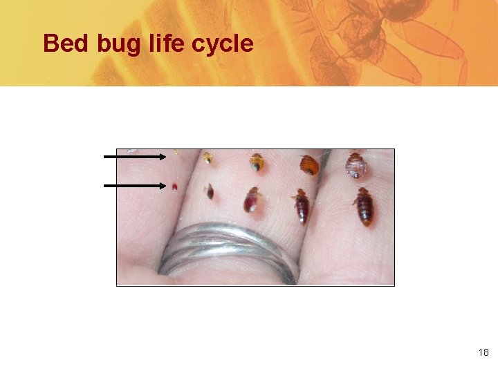 Bed bug life cycle Unfed Fed Bed bugs at various stages of growth. 18