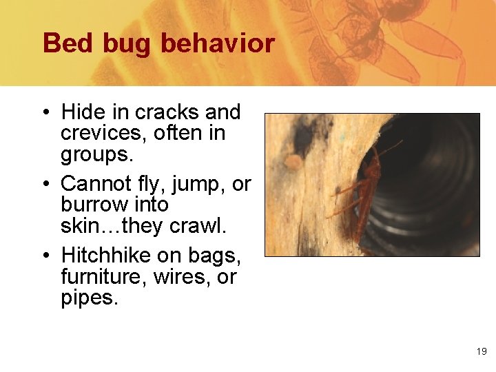 Bed bug behavior • Hide in cracks and crevices, often in groups. • Cannot