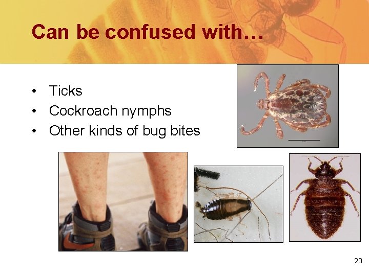Can be confused with… • Ticks • Cockroach nymphs • Other kinds of bug