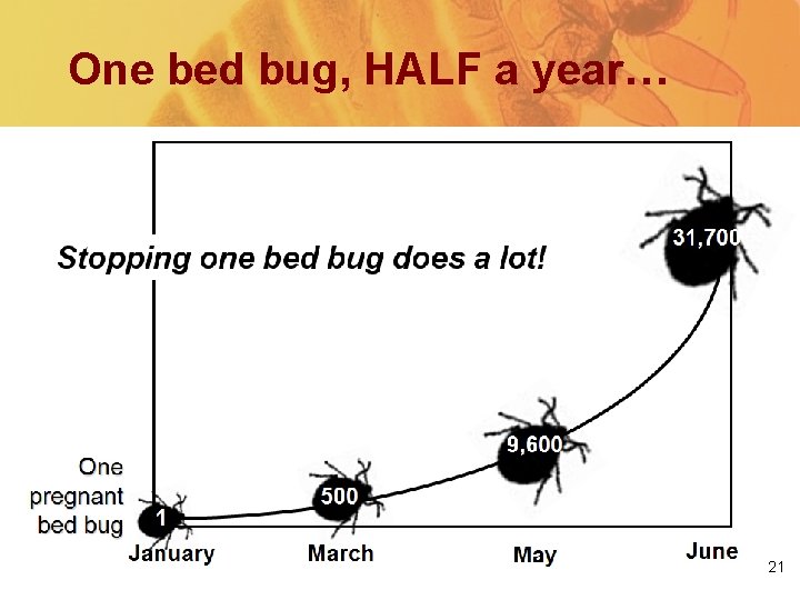 One bed bug, HALF a year… 21 