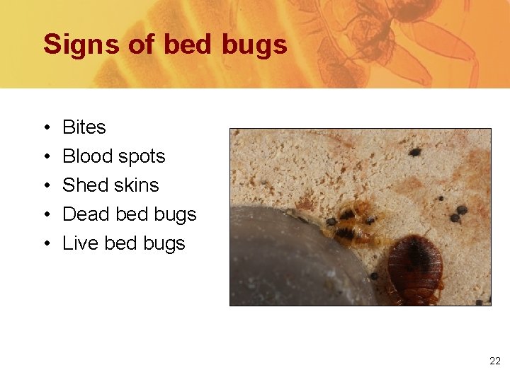 Signs of bed bugs • • • Bites Blood spots Shed skins Dead bed