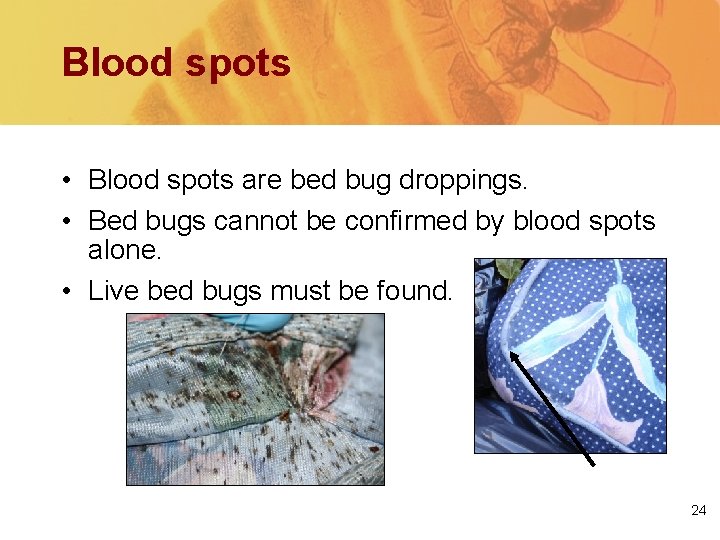 Blood spots • Blood spots are bed bug droppings. • Bed bugs cannot be