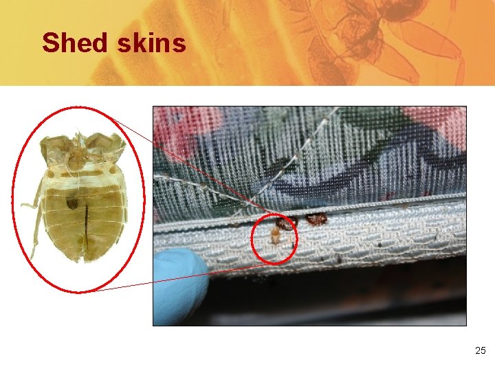 Shed skins Bed bug signs on a mattress seam 25 