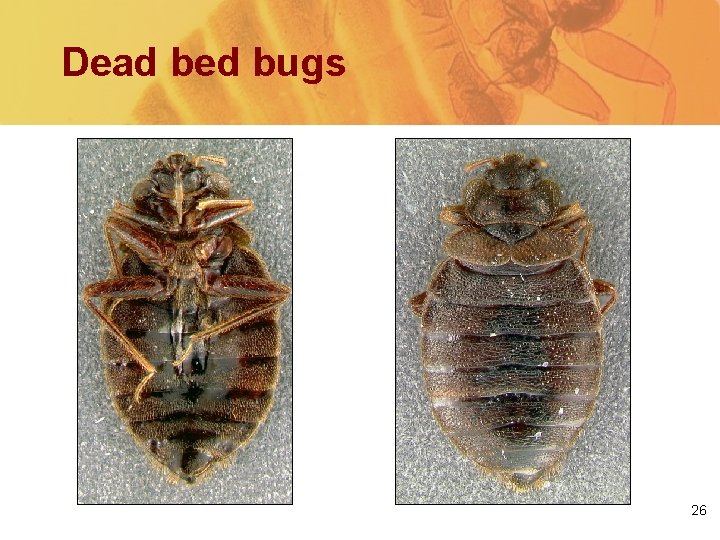 Dead bed bugs Bottom Top 26 