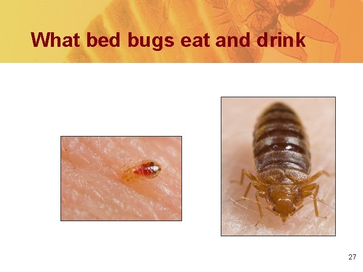What bed bugs eat and drink Blood 27 