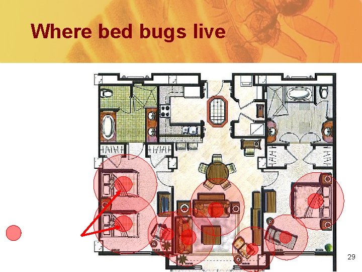 Where bed bugs live Beds, sofas, bedside tables, recliners, picture frames… = Hot Spot