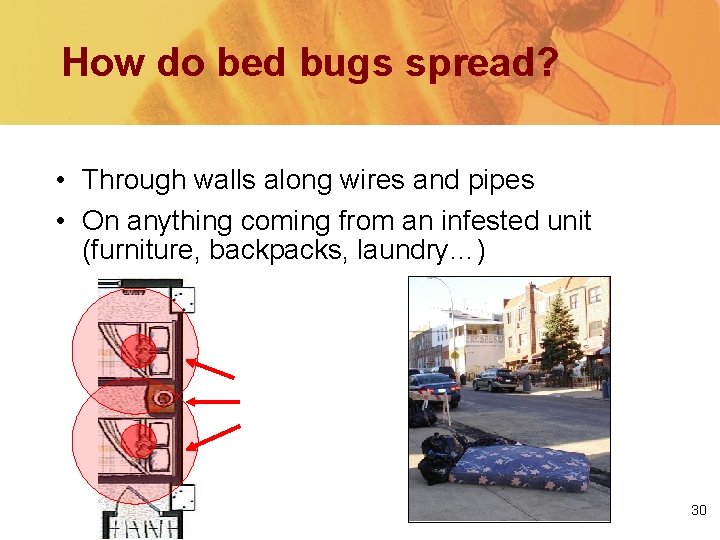 How do bed bugs spread? • Through walls along wires and pipes • On