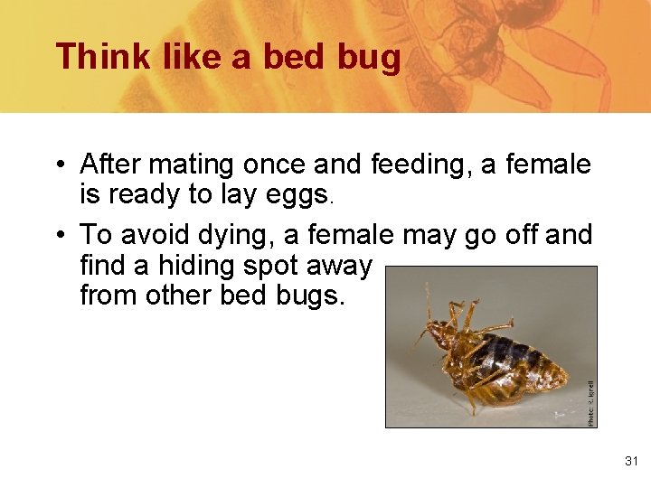 Think like a bed bug • After mating once and feeding, a female is