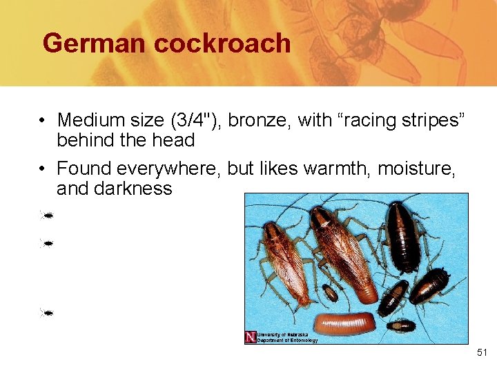 German cockroach • Medium size (3/4''), bronze, with “racing stripes” behind the head •