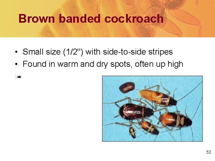Brown banded cockroach • Small size (1/2'') with side-to-side stripes • Found in warm
