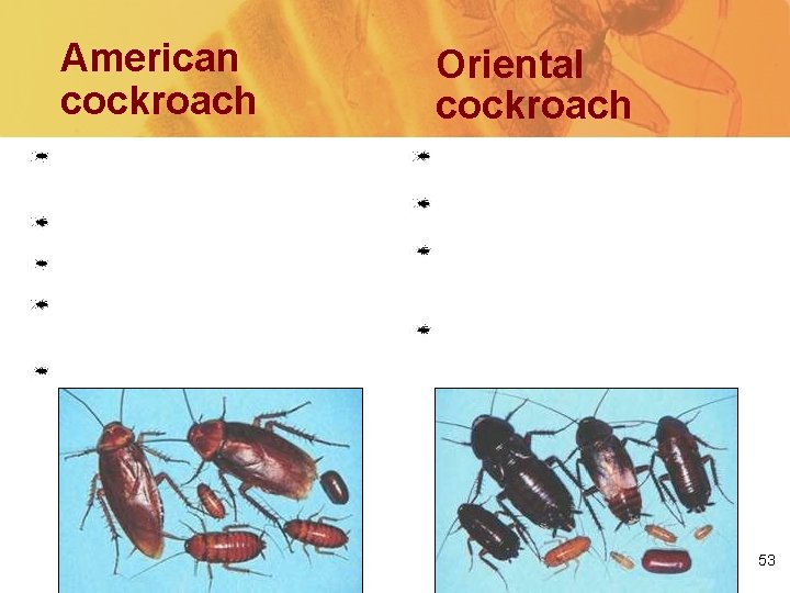American cockroach Oriental cockroach a. k. a. “palmetto bugs” or “water bugs” a. k.