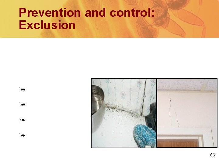 Prevention and control: Exclusion Seal or fix cracks, peeled wallpaper and shelf liners, or