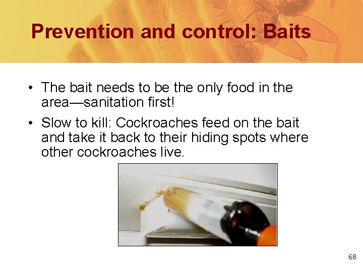 Prevention and control: Baits • The bait needs to be the only food in