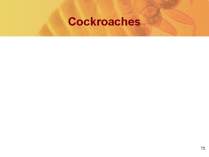 Cockroaches 75 