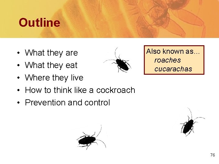 Outline • • • What they are What they eat Where they live How